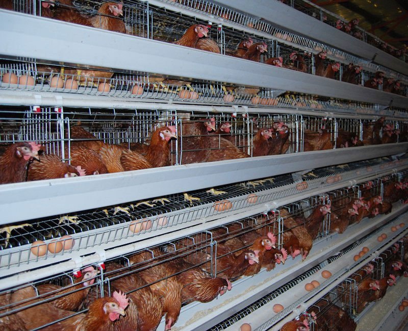 commercial chicken egg farming